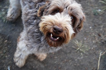 alberta labradoodleales