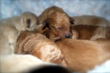 alberta labradoodle