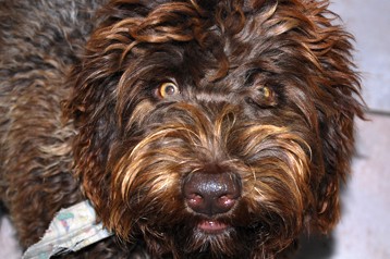 alberta labradoodle puppies